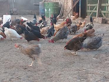 Куры: Yumurta və ətliklik üçün ev quşları – müxtəlif rəng və cinslər — 6