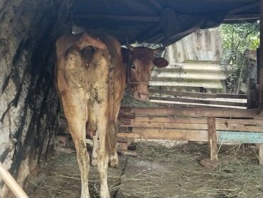 Inəklər, öküzlər: Dişi, il: 3, Ünvandan götürmə