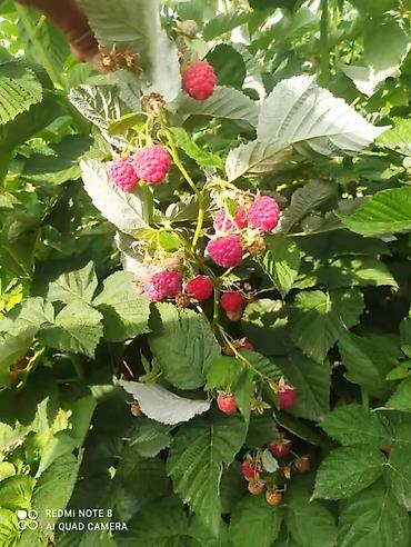 Клубника: Клубника — 6