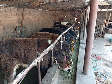 Коровы, быки: Продаю | Бык (самец) | Швицкая, Симментальская | На откорм — 2