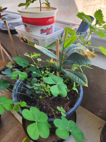 Otaq bitkiləri: Güllər . Kaktus, pul gülü, kolanxoe -da lalafo.az — 3 Otaq bitkiləri: Güllər . Kaktus, pul gülü, kolanxoe — 3