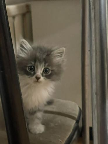 Г.Бишкек Отдаю котят в хорошие руки (бесплатно). Котятам по 1,5