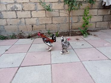 cins ineklerin satisi: Toyuq, Damazlıq, Ödənişli çatdırılma