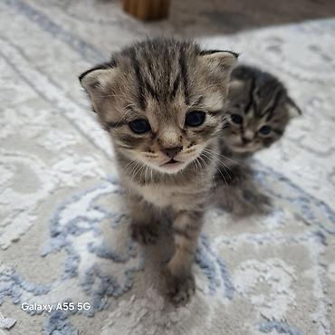 сливы пантеры из коттеджа: Котята тигрового окраса - Порода: домашние короткошёрстные (табби). - — 4