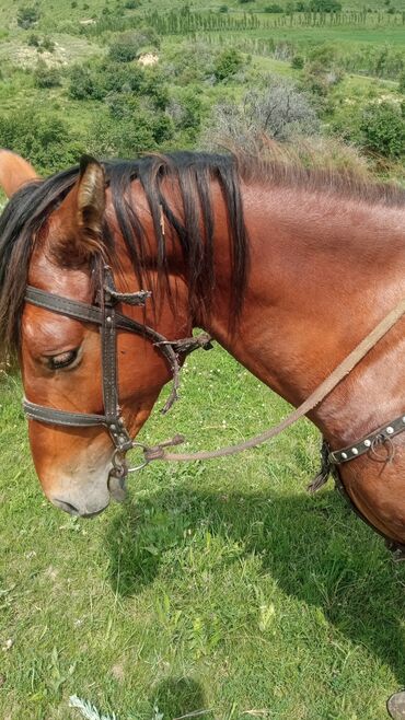 оборудование для корма: Продаю | Жеребец | Рабочий