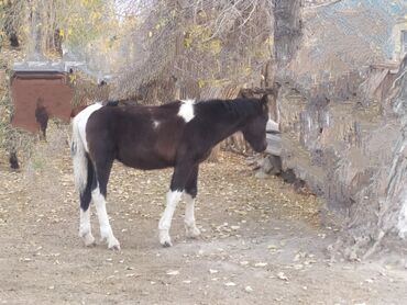 Лошади, кони: Продаю | Жеребенок | Полукровка | Рабочий — 10