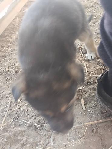 Продажа собак: Немецкая овчарка, 2 месяца, Самец, С родословной — 7