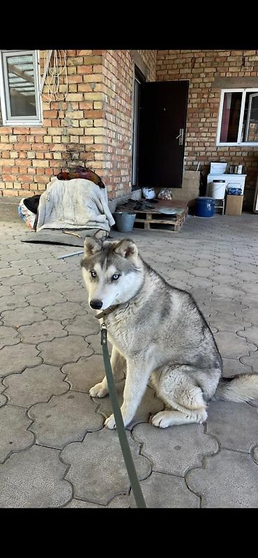 все о породе акита ину: Хаски, 9 месяцев, Самка, С прививкой, С родословной — 1