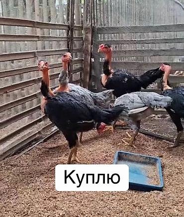 баран дорпер купить: Продаю | Куры, Петух — 1