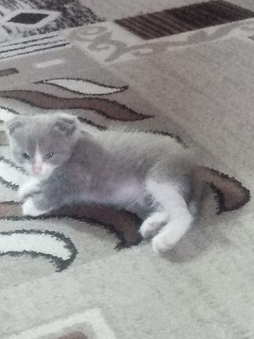 собаки пикинес: Котёнок с вислыми ушками, окрас серо-белый (биколор). Короткая густая — 2