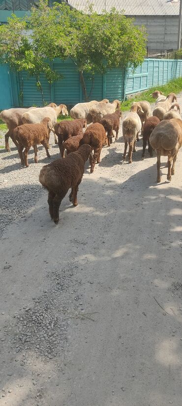 овца матки: Продаю | Ягненок | Арашан | Для разведения