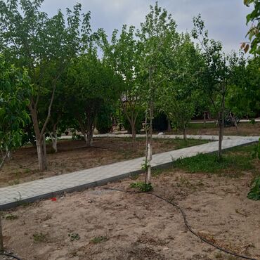 Başqa xidmətlər: Bağ və villalarda qazon üçün sprinkerlər vasitəsilə ağac və kollar — 3