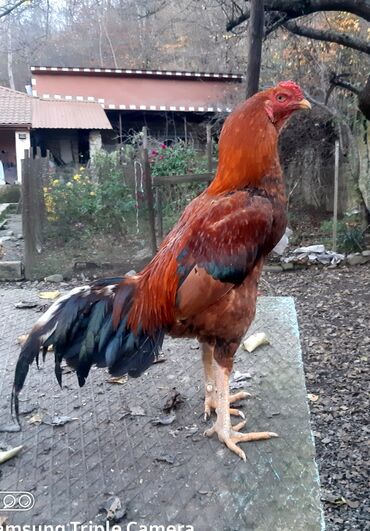 Xoruzlar: Salam Heyratı beçə 80 Heyratı sarıfete Fotoşəkillər Samsung Galaxy A7 — 3