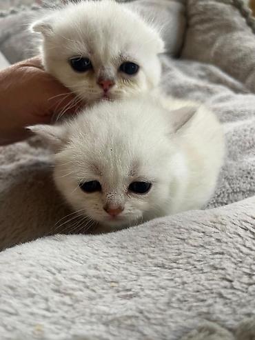 Pişiklər: Şinşilla, Erkək, Dişi — 6