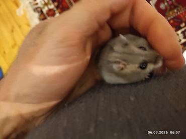 Cırtdan xomyak (cücə hamster) – boz-gümüşü rəng, qara parlaq gözlər