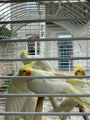 Tutuquşları: Ağ korellalar 50 Azn erkey disi var hazir cut var