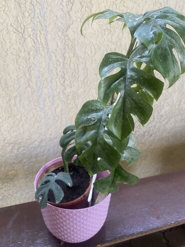 фикус али: Монстера адансоний (Monstera adansonii), вьющаяся лиана в горшке. -