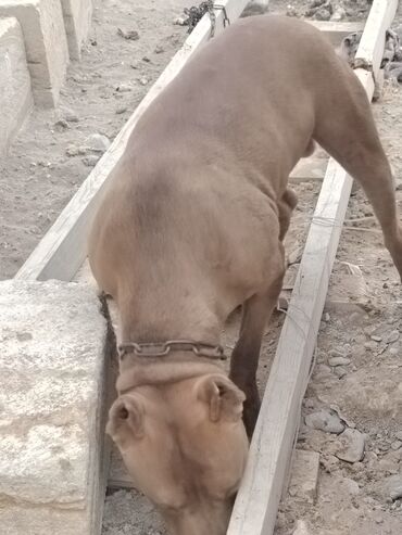 İtlər: Pitbul, 1 il, Erkek