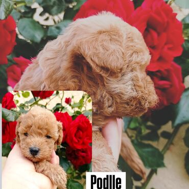 pudel disi: Pudel, 1 ay, Dişi, Ödənişli çatdırılma