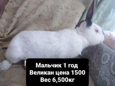 Декоративные кролики: Продам крола
