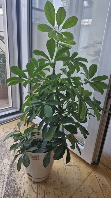 zolotoy us bitkisi: Şefflera. Hündürlüyü 50 sm yuxarı. 30 man