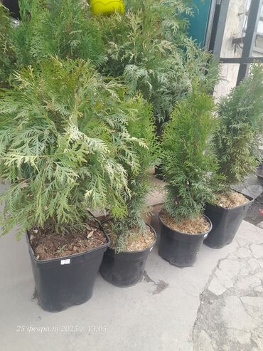 Спил деревьев, заготовка дров: Обрезка деревьев!!! Сезонная обрезка плодовых деревьев!!! Зима — 15