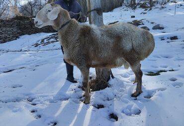 куплю баран село константиновке: Продаю | Баран (самец) | Арашан | Для разведения | Осеменитель