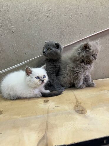 pişik pers: Şotland, Erkək, Yaxşı əllərə