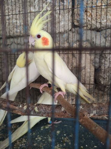 Tutuquşları: Temiz lutino Korella bir ededi 60 azn Qirmizi göz lutino Nymph paraket — 3