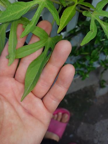 плющь: Ипомея батат (Ipomoea batatas) — декоративные сорта для клумб, кашпо и — 9
