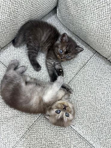 Pişiklər: Şotland, Erkək, Dişi — 9