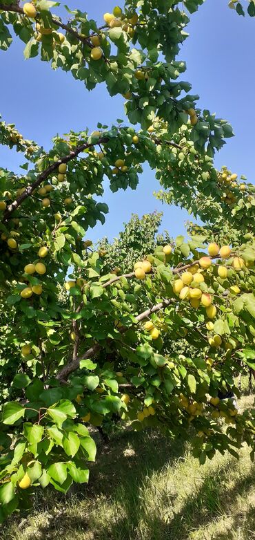 Meyvə və giləmeyvə: Məhsul: Ərik bağı – yetişmiş ərik meyvələri Təsvir: - Şəkillərdə — 6