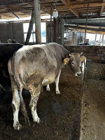 Коровы, быки: Продаю | Корова (самка) | Для молока | Привязанные — 9