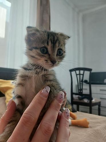 белая шотландская кошка: Котята, домашние, короткошёрстные. Описание: Отдадим котят в хорошие — 2