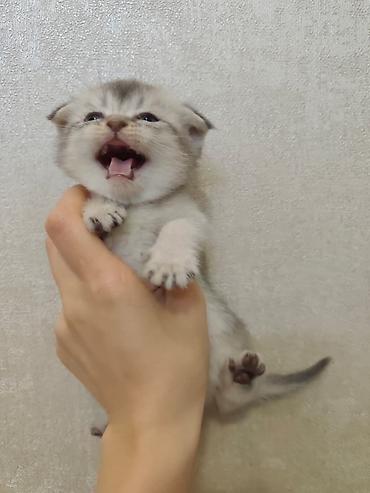 Кошки: Шотландская вислоухая — 5