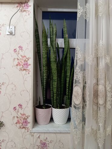 dibcek satisi: Sansevieria bitkisi (qılınc gülü və ya peyğəmbər qılıncı da deyilir)
