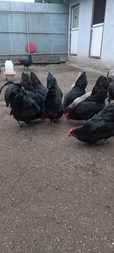 Xoruzlar: Avstrolob yumurtası və cucəsi sifariş olnur sifariş qabagcadan — 6