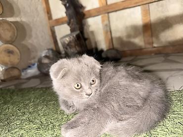 Продажа кошек: Шотландские вислоухие котята (Scottish Fold), голубой окрас. Отдадим — 2