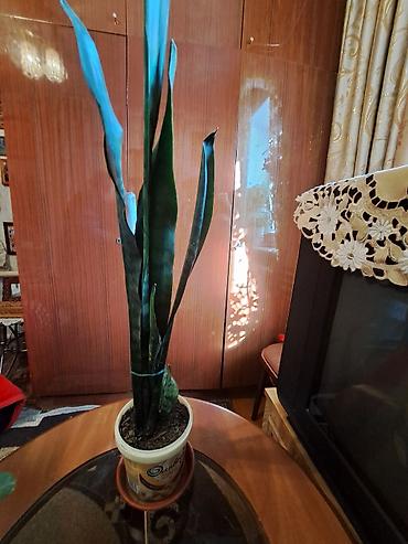 Зоотовары: Продаю домашние цветы разные не дорого смотрите мой профиль выбирайте — 8