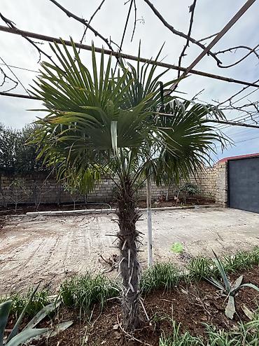 dekor agaclar: Trachycarpus fortunei (yapraq abanajı) dekorativ palma ağacı - Növ — 3