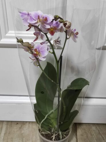 Ostale kućne biljke: Orhideje sa slika