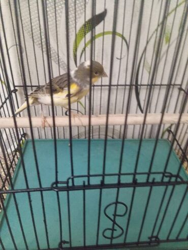 Bülbüllər: Salam. Bulbul satilir. 10 ayliqdi. Fevral ayinin qusudu. Oz qusumun -da lalafo.az — 17 Bülbüllər: Salam. Bulbul satilir. 10 ayliqdi. Fevral ayinin qusudu. Oz qusumun — 17