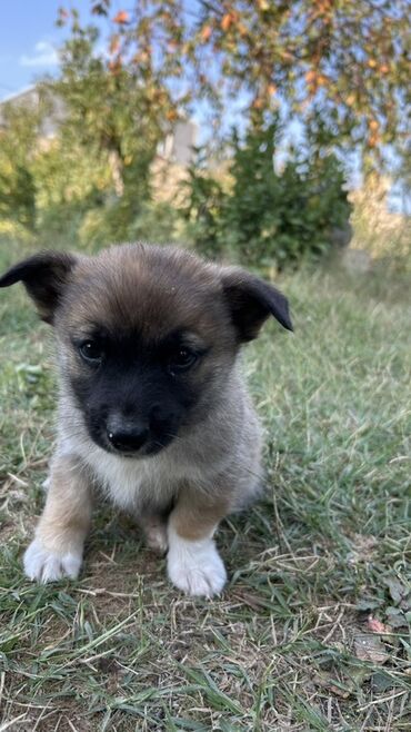 İtlər: 2 ay, Erkek — 6