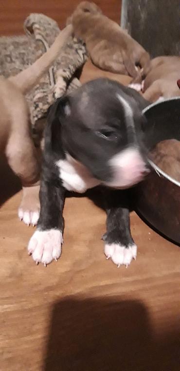 İtlər: Pitbul — 9