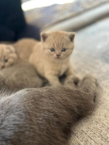 возьму кота: Шотландские вислоухие котята (Scottish Fold), окрас голубой — 2