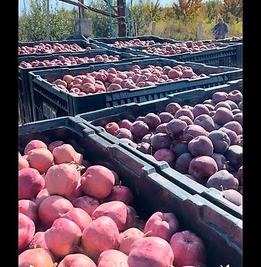 Клубника: Клубника — 28