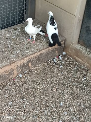 Akvarium aksessuar və ləvazimatları: Erkəyi tünd şabalıdı əbrəşboyundu. təmiz dizdən çılpaq .şəkildə rəng