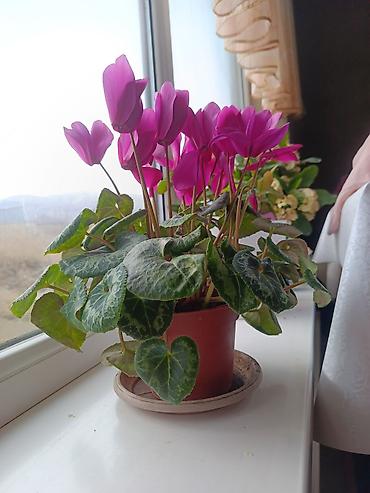 Другие комнатные растения: Срочна ❗ Комнатный гулдордун турлору коп. Баарын жакшы баада берем — 18