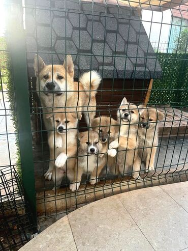 Akvarium aksessuar və ləvazimatları: Akita-inu, 2 ay, Erkek, Peyvəndli, Ünvandan götürmə