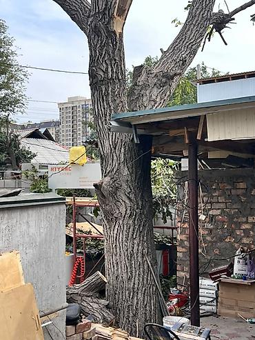 Продаю грецкий орех ствол не гнилой цена договорная самовывоз